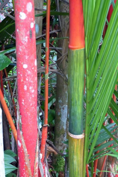 bamboe.jpg
